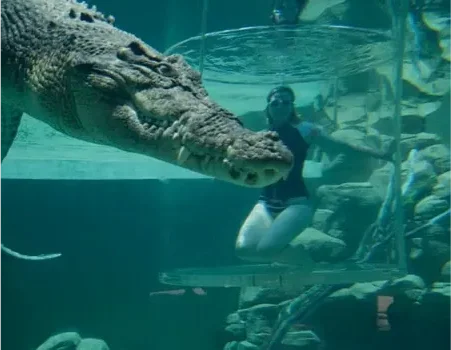 Swimming with crocodiles in Darwin