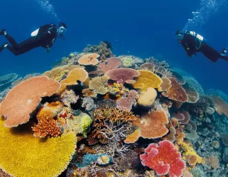 Diving on the Great Barrier Reef