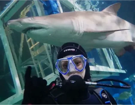 Snorkeling with sharks in Sydney